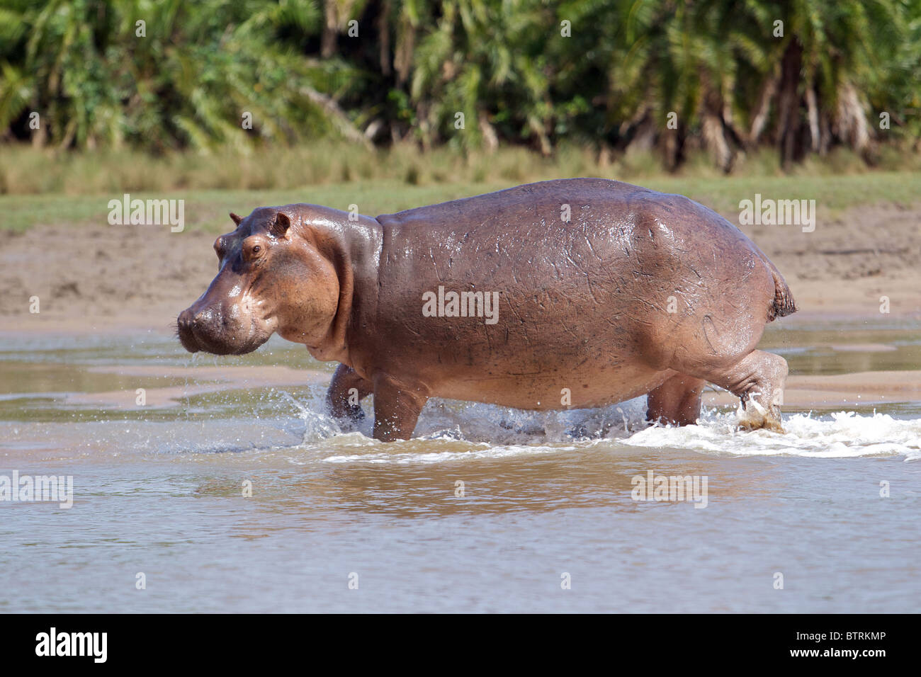 Flusspferd (Hippopotamus Ampibius) Saadani Nationalpark Tansania Stockfoto