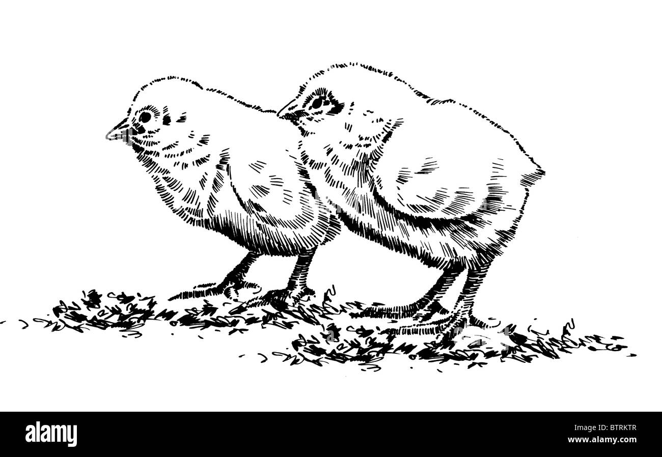 Strichzeichnung alten Geflügel Eintagsküken Stockfoto