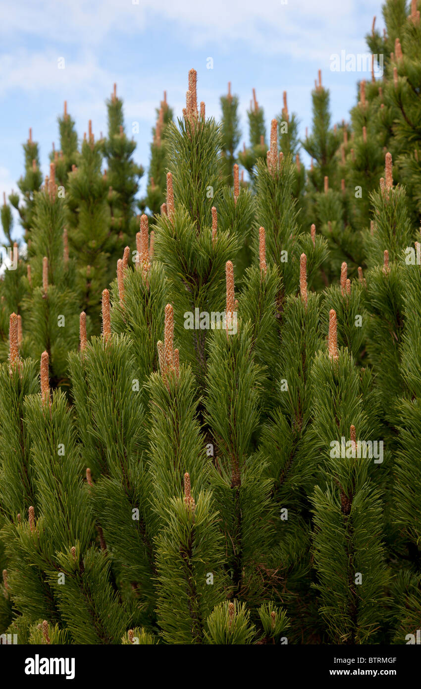 Berg-Kiefer (Pinus Mugo, Pumilio)-Bäume Stockfoto