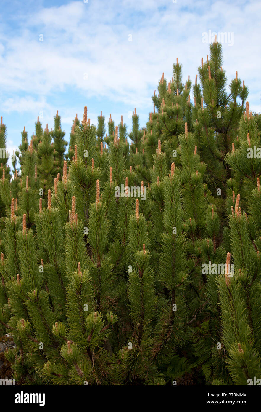 Berg-Kiefer (Pinus Mugo, Pumilio)-Bäume Stockfoto