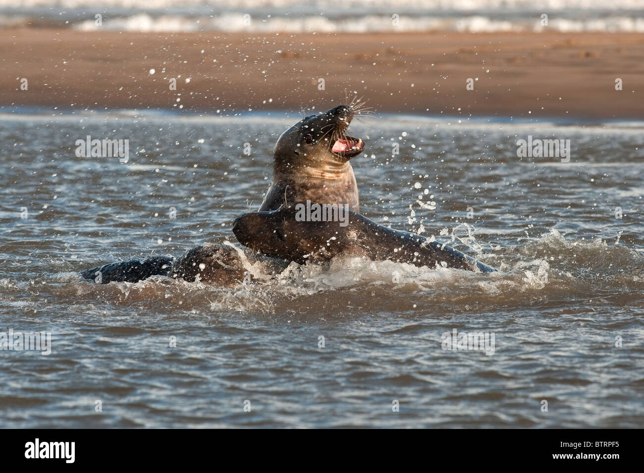 Atlantische Kegelrobben (Halichoerus Grypus, was bedeutet "süchtig-gerochene Meerschwein") Stockfoto