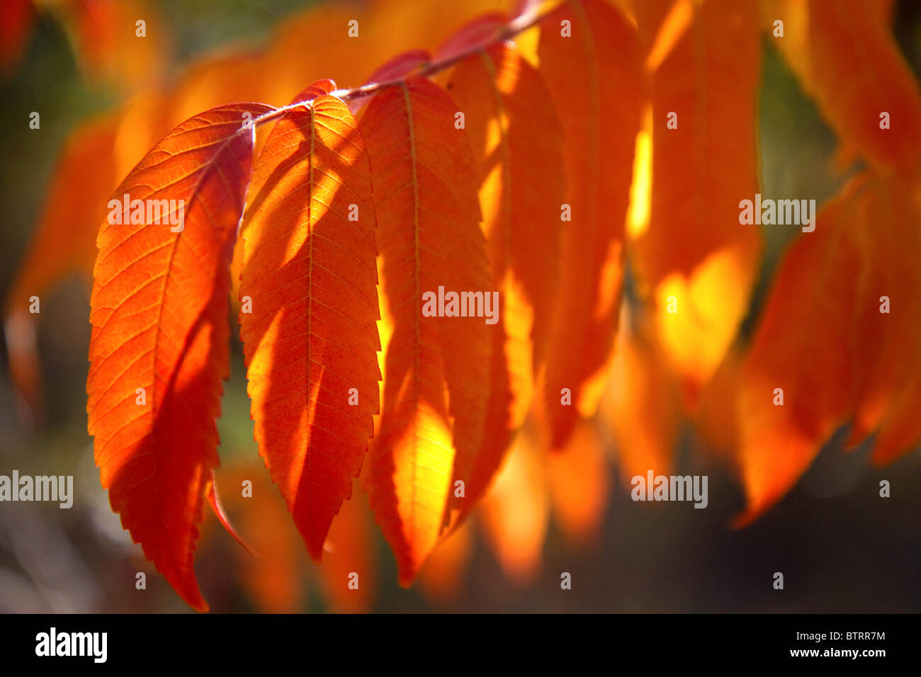 Bunte Sumach Blätter im Herbst. Stockfoto Bunte Sumach Blätter im Herbst. Stockfoto
