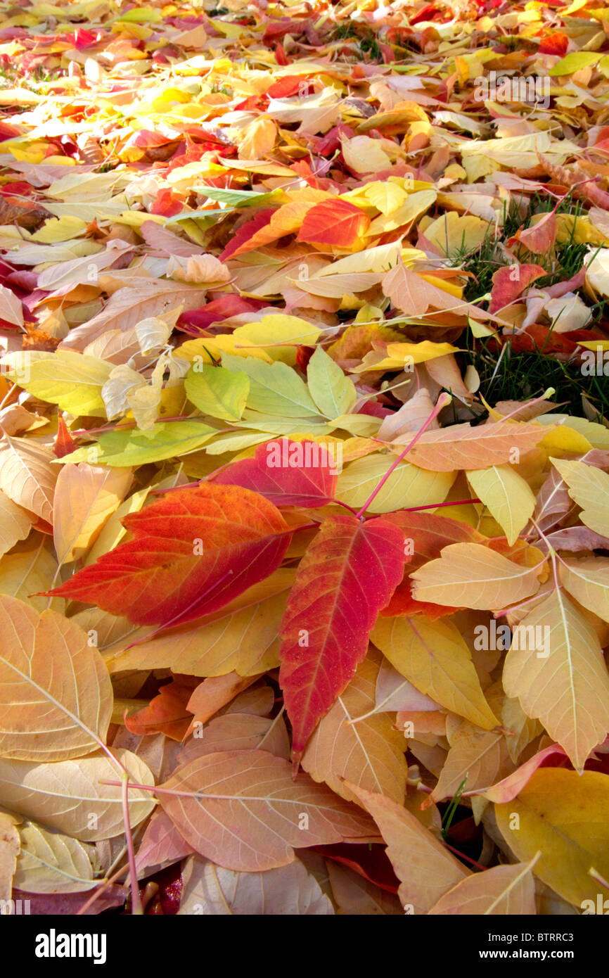 Buntes Herbstlaub auf dem Boden in Boise, Idaho, USA. Stockfoto