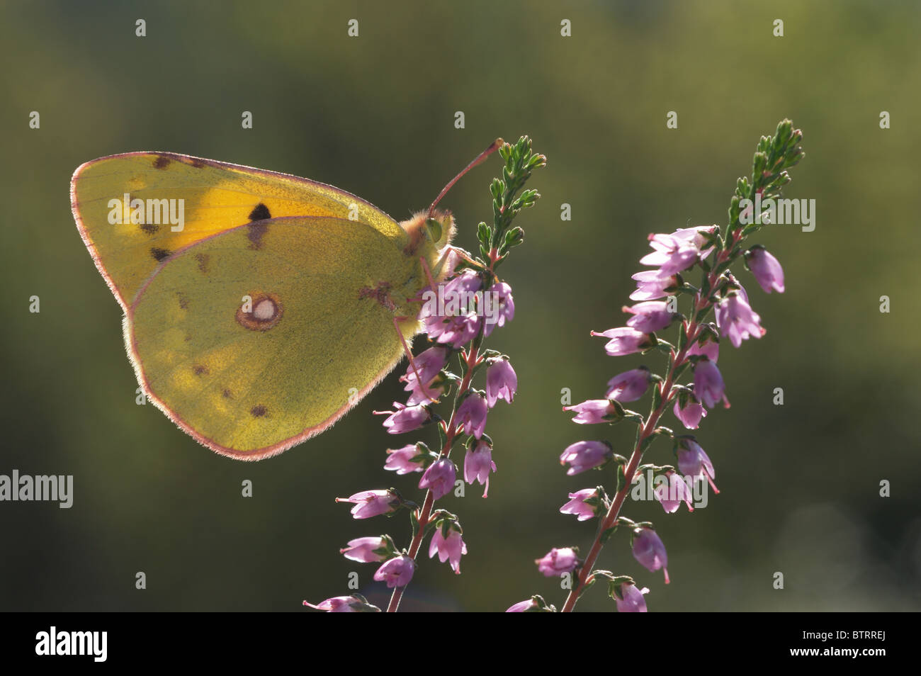Getrübt, gelben Schmetterling (Colias Crocea) Sonnenbaden am Scotch Heide (Calluna Vulgaris) Stockfoto
