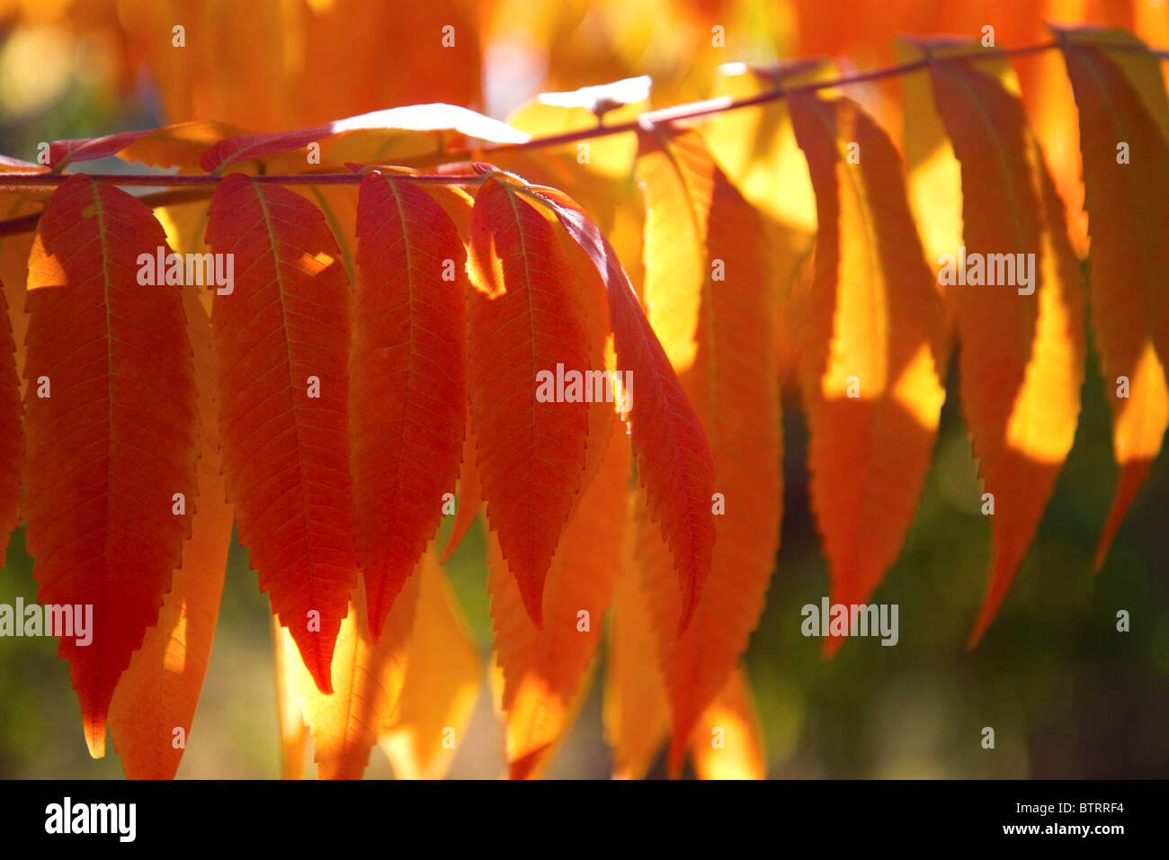 Bunte Sumach Blätter im Herbst. Stockfoto