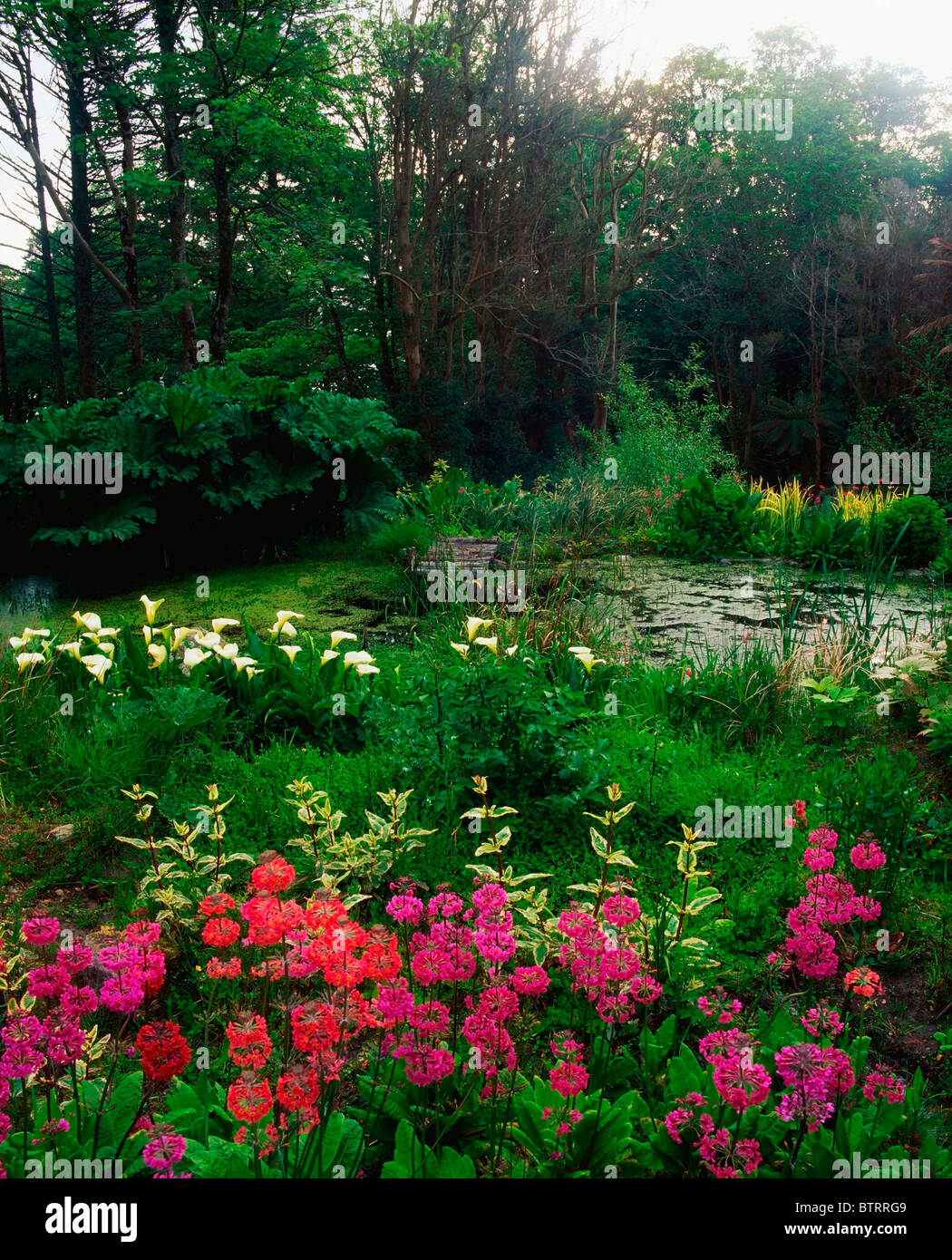Glanleam, Co Kerry, Irland; Arum Lilies, Primula, Gunnera im Moor Garten im Sommer Stockfoto