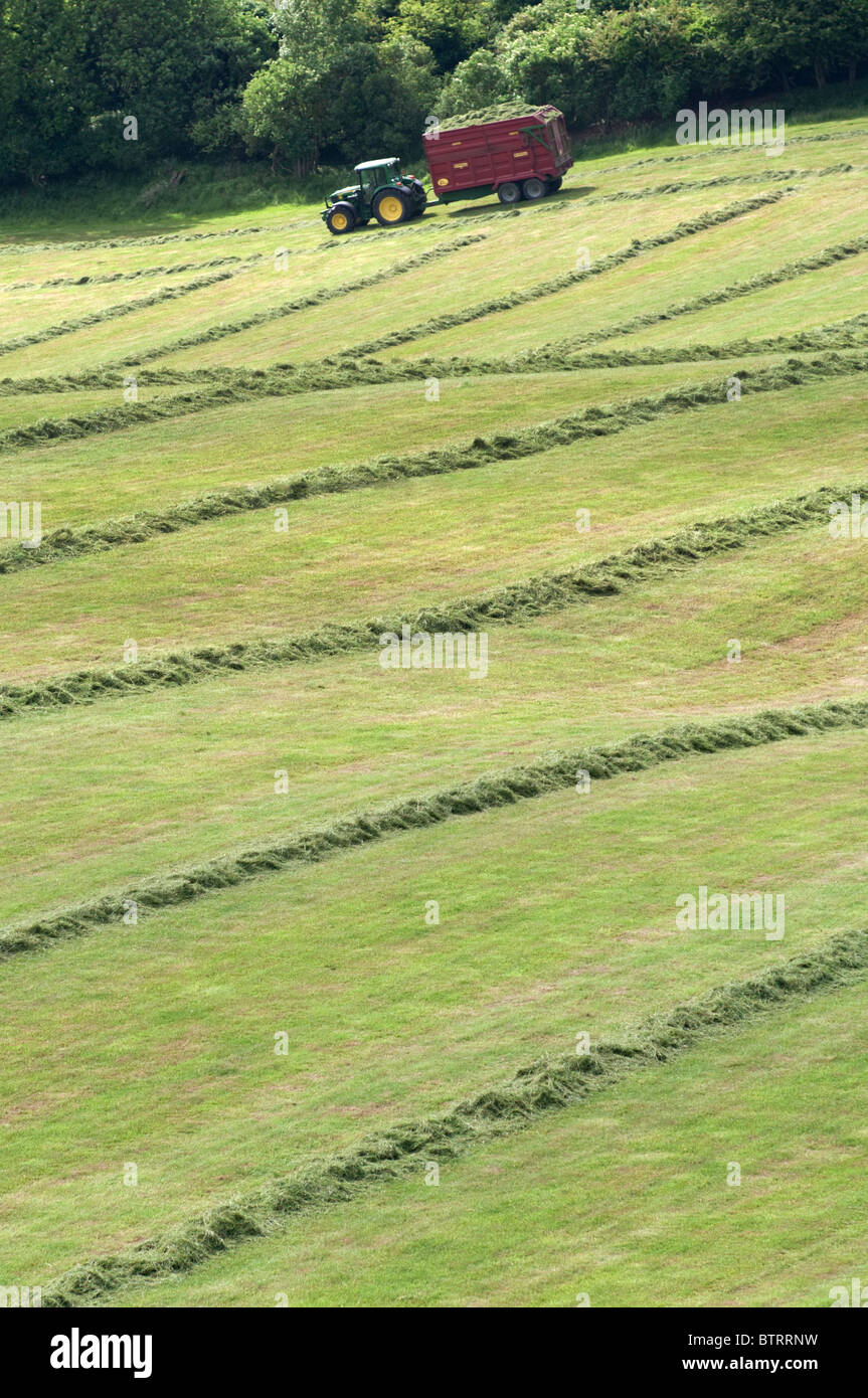 Schneiden und das Sammeln von Grass für die silage Stockfoto