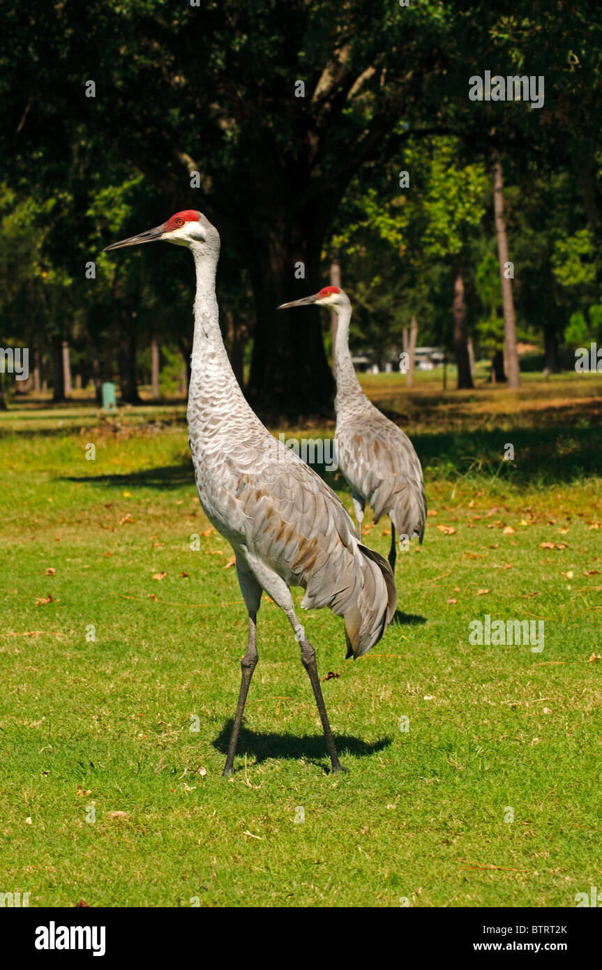 Kraniche auf dem Golfplatz Rio Pinar in Orlando, Florida. Stockfoto