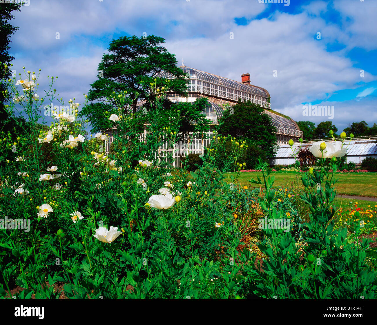 Palm House, Irish National Botanic Gardens, Co Dublin, Irland; Romneya Coulteri mit Palmenhaus In der Ferne Stockfoto