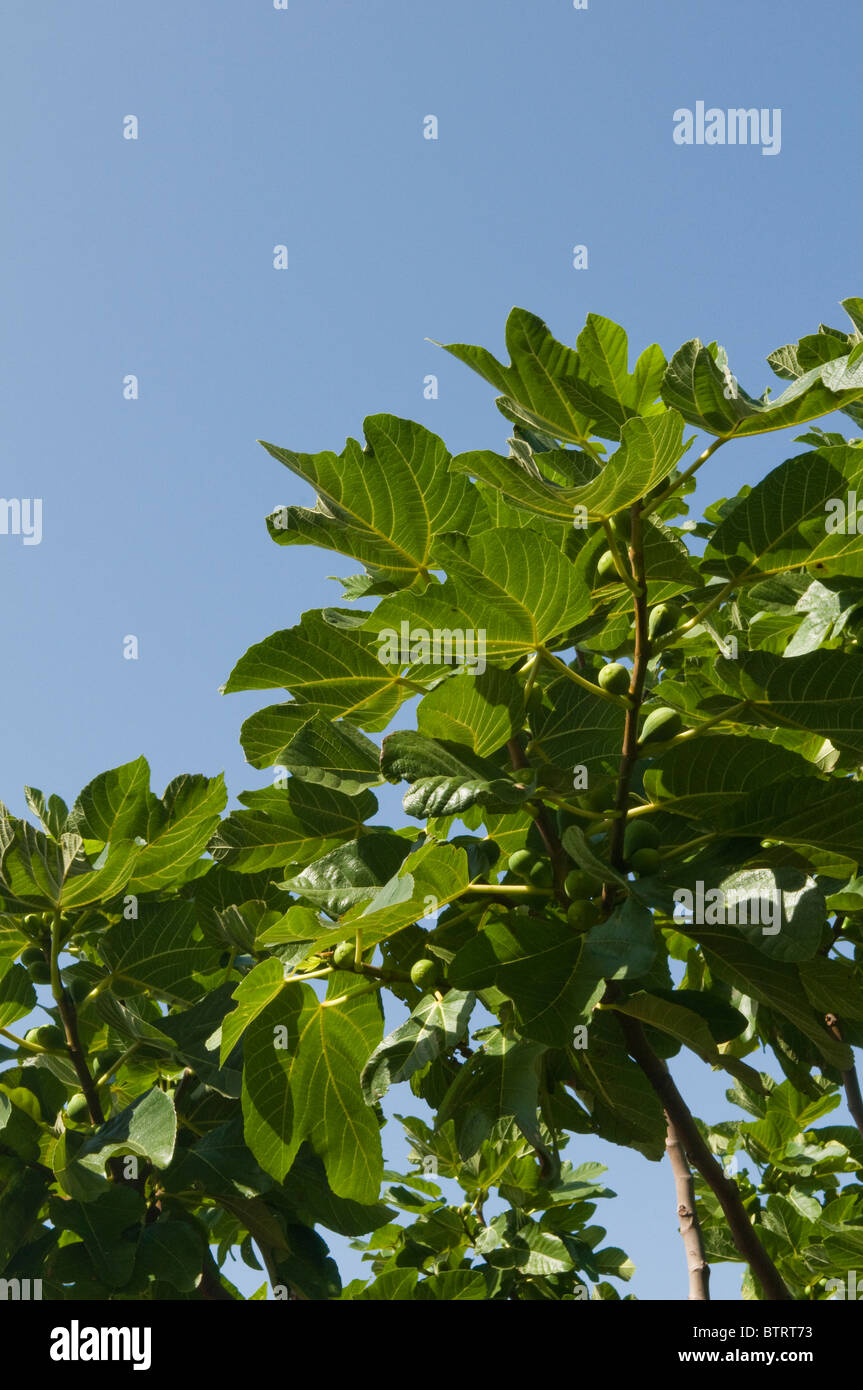 Bltter himmel olive -Fotos und -Bildmaterial in hoher Auflsung  Alamy