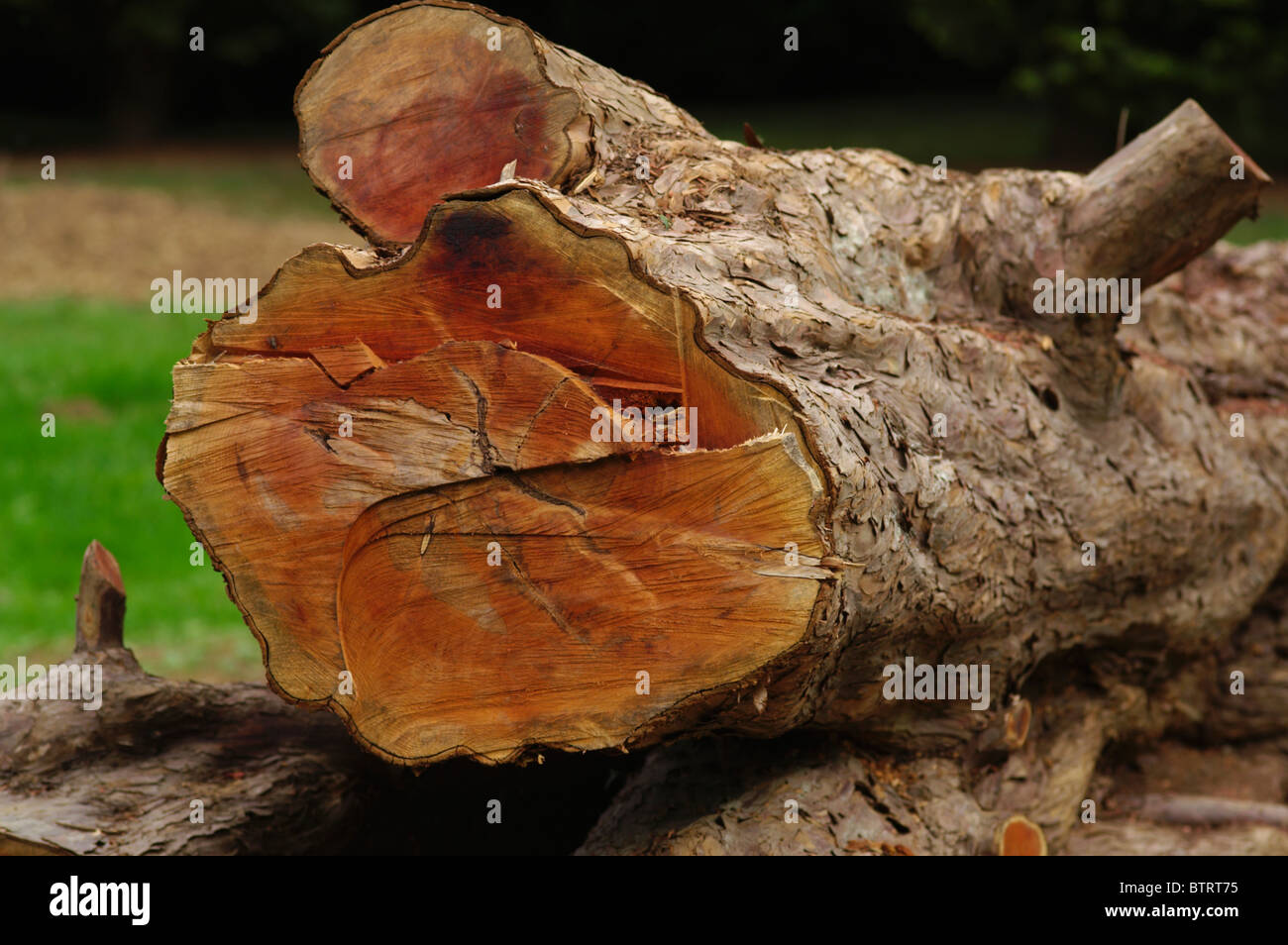 Überqueren von GESÄGT, BAUMSTRUKTUR Stockfoto