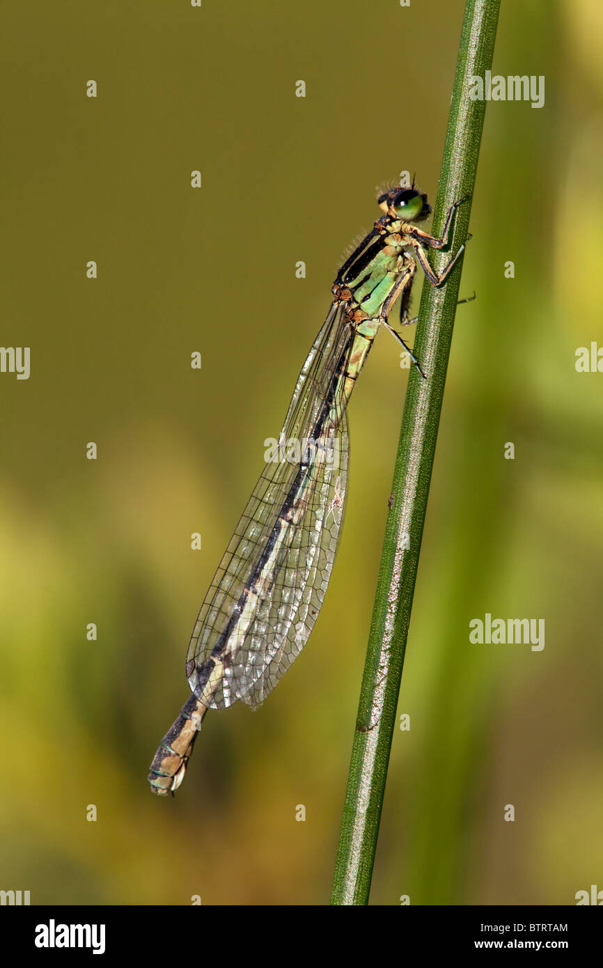 Seitenansicht von einem weiblichen Azure Damselfly Coenagrion puella Stockfoto