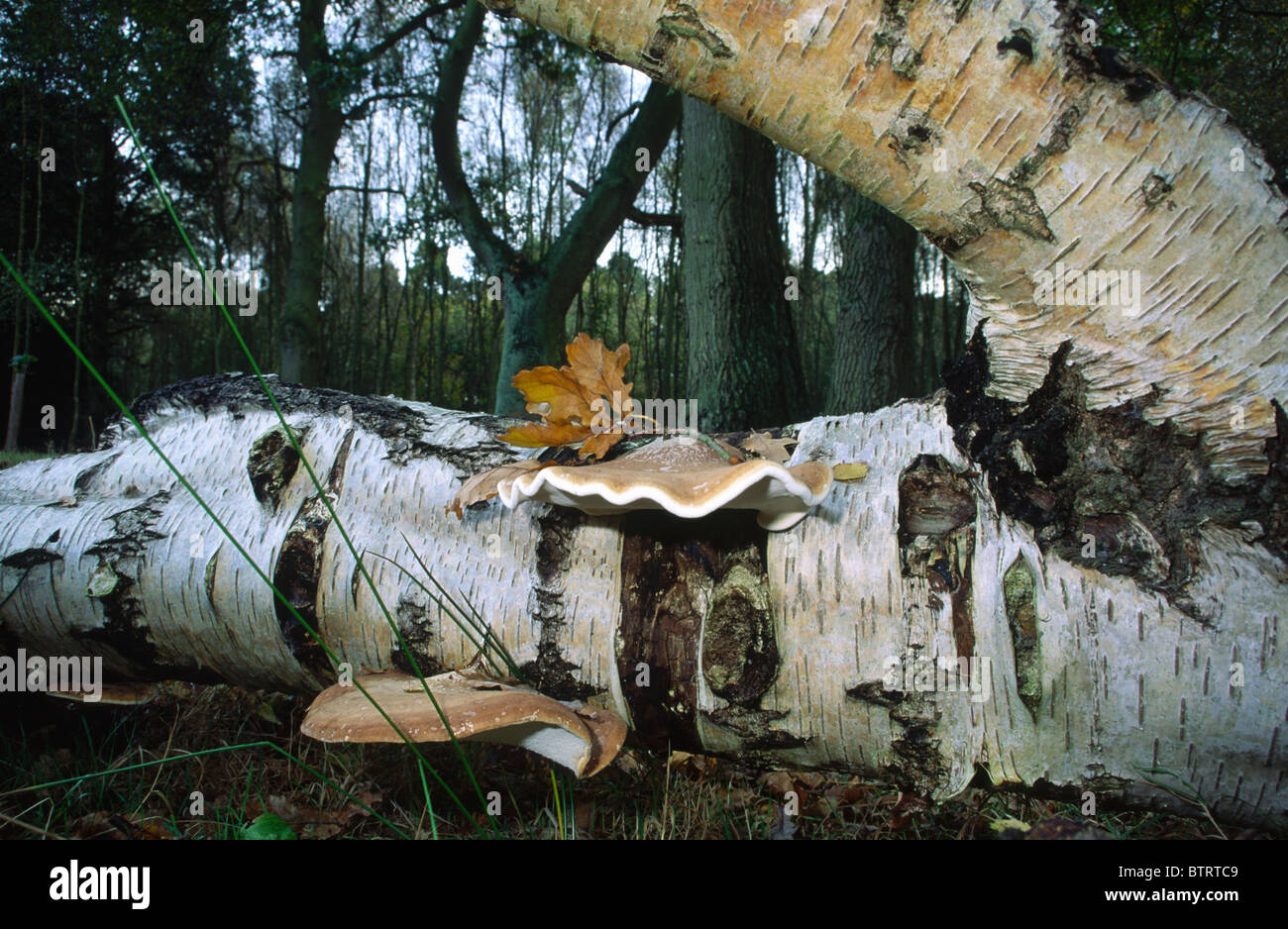 Piptoporus Betulinus Birke Polypore auf umgestürzten Baum Stockfoto