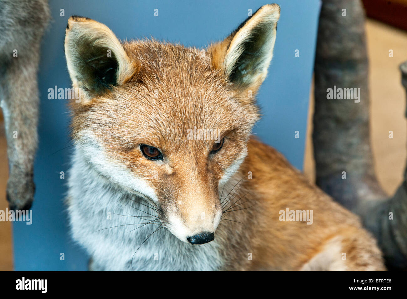 Warnung gefüllt Rotfuchs mit schönen buschigen Pelz & Schnurrhaare im Fenster der Präparator Shop Boulevard Saint Germain Paris Stockfoto