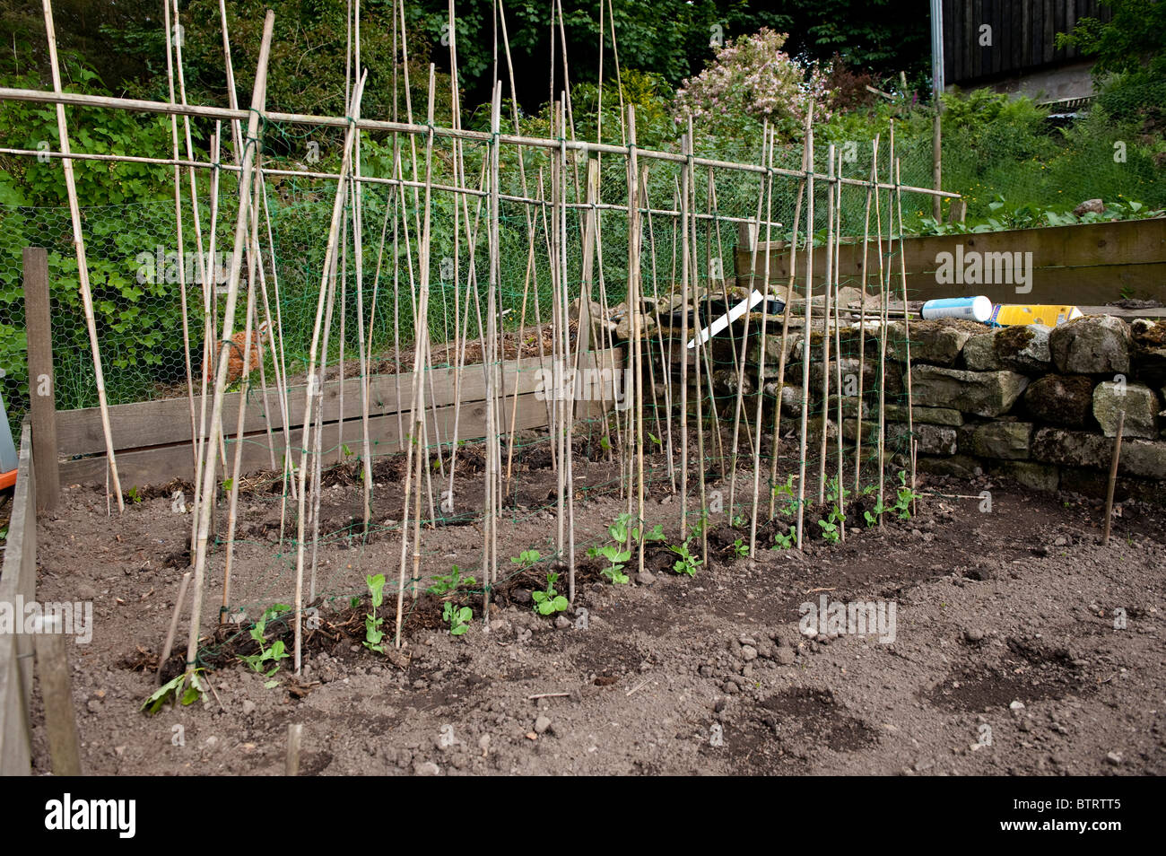 Stangenbohnen Schwellenländern im Gemüsegarten mit einem Rohrstock Rahmen über sie für sie, erwachsen zu werden Stockfoto