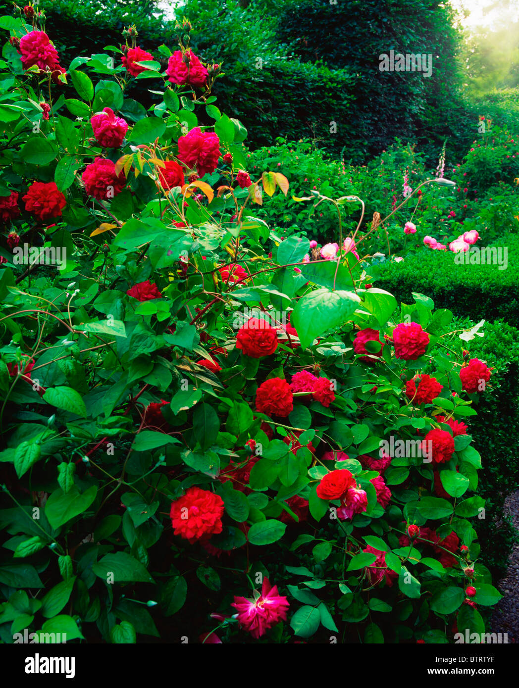 Old Fashioned Roses, Butterstream Gärten, Co Meath, Irland; Rosen In einem Garten im Sommer Stockfoto