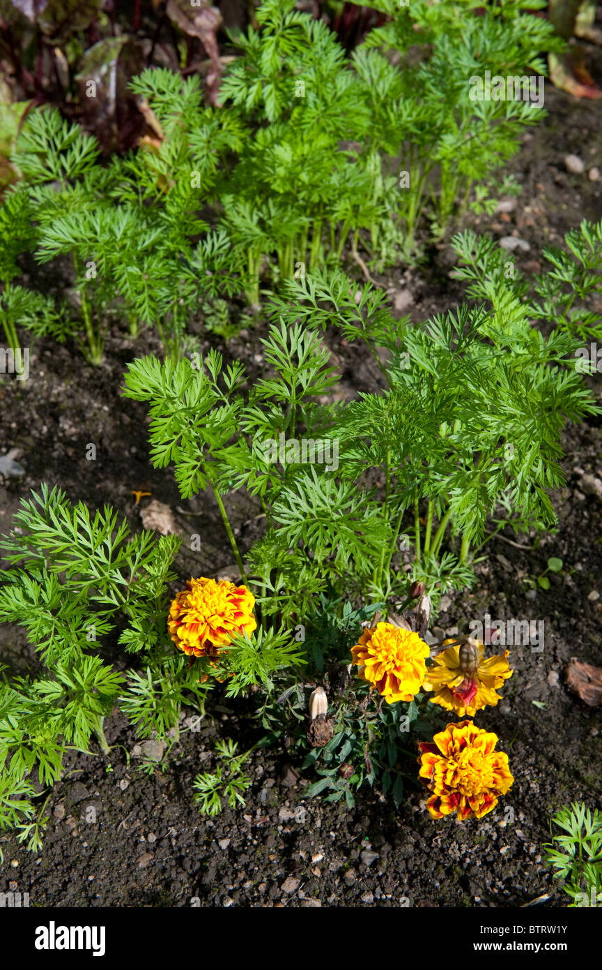 Karotte-Pflanzen im Garten, bepflanzt mit Rainfarn zur Vermeidung von Karotte fliegen Stockfoto