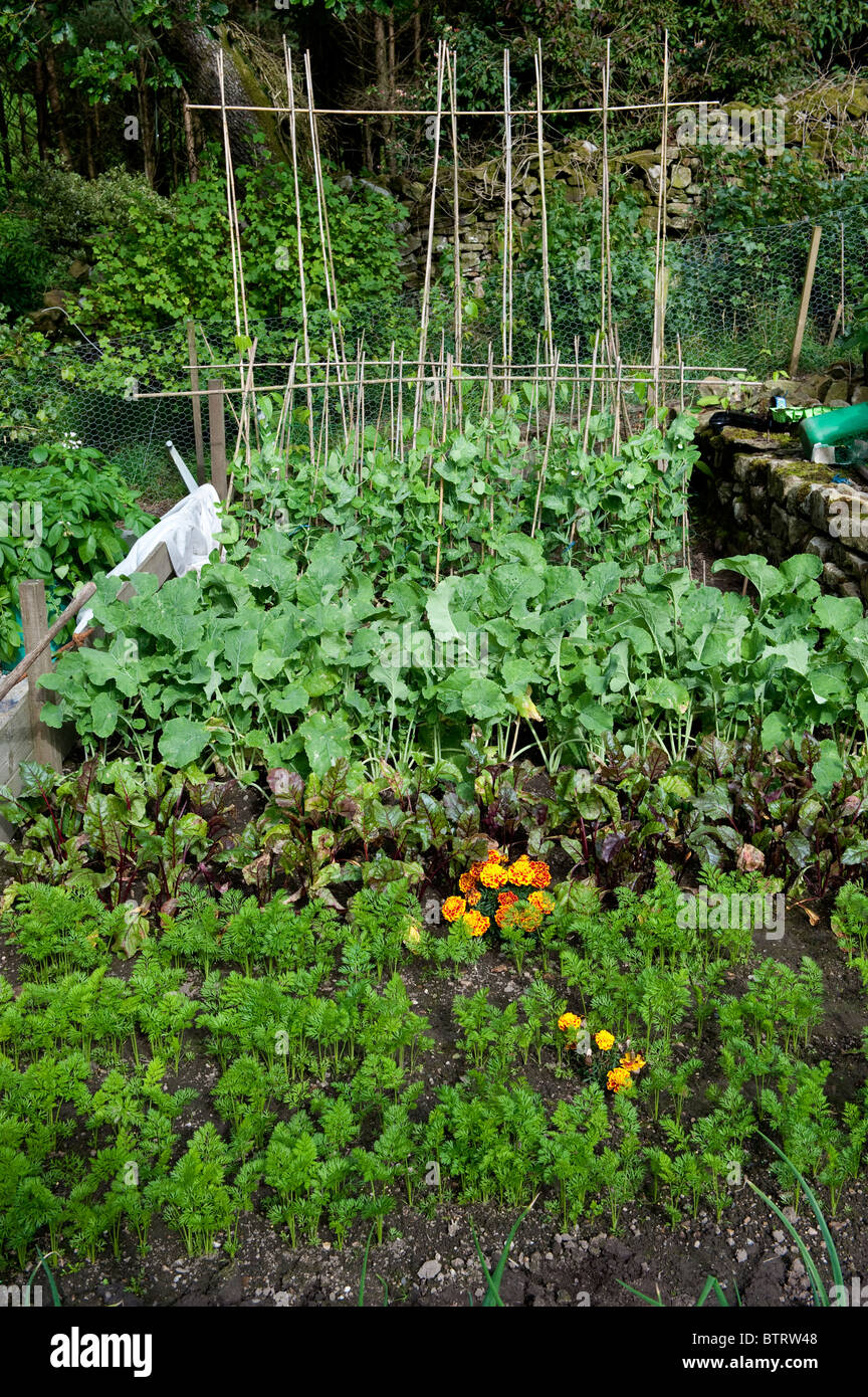 Home Gemüsegarten mit verschiedenen Gemüse wachsen - Karotten, rote Beete, Kohlrabi und Bohnen Stockfoto