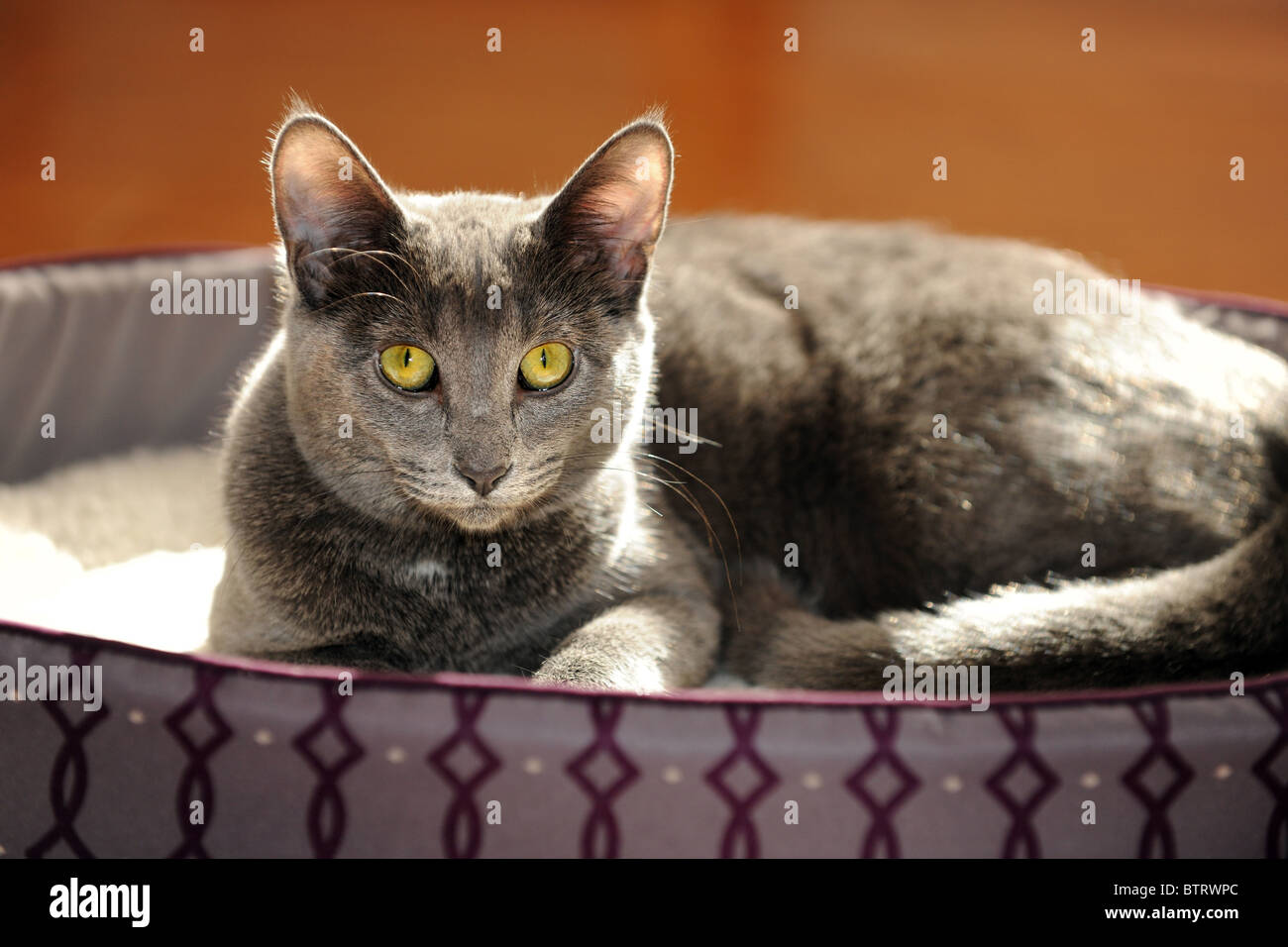 Katze auf Bett Stockfoto