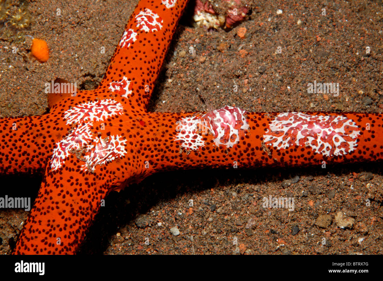 Ctenophora oder Rippenquallen, Coeloplana Astericola auf einen Seestern Echinaster Luzonicus Leben. Tulamben, Bali, Indonesien. Stockfoto