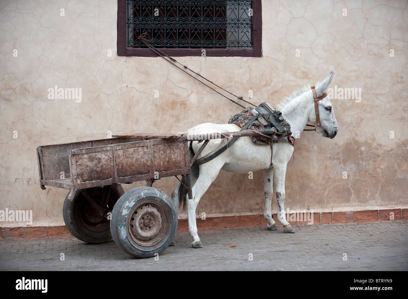 Esel Und Wagen Marrakesch Marokko In Nordafrika Stockfoto Bild
