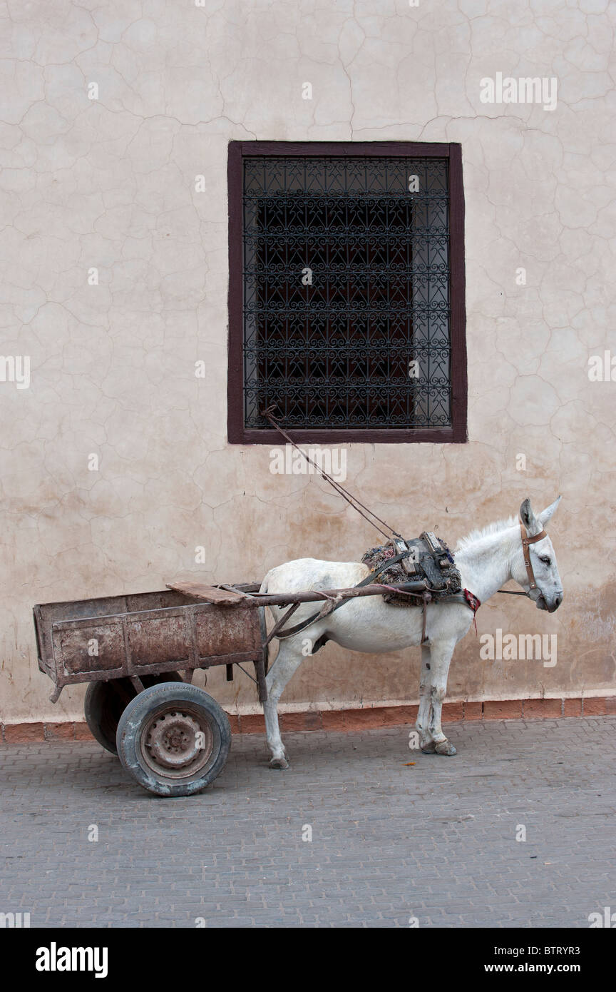 Esel Und Wagen Marrakesch Marokko In Nordafrika Stockfoto Bild