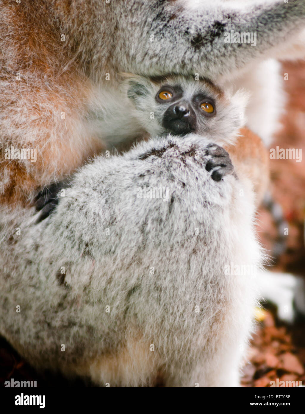 Ein Baby Lemur eng an Mama hält Stockfoto