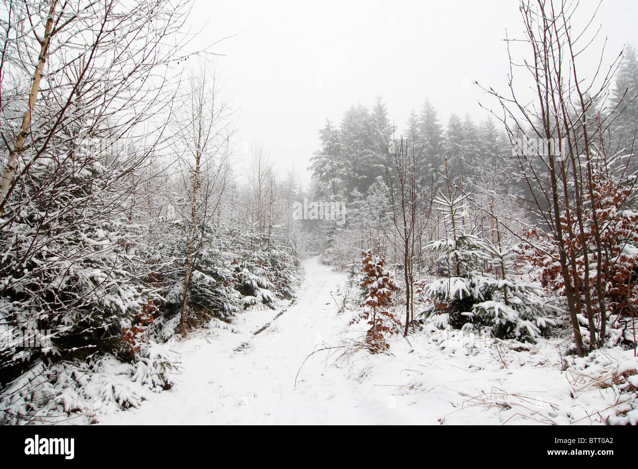verschneite Winterlandschaft mit Baum Stockfoto