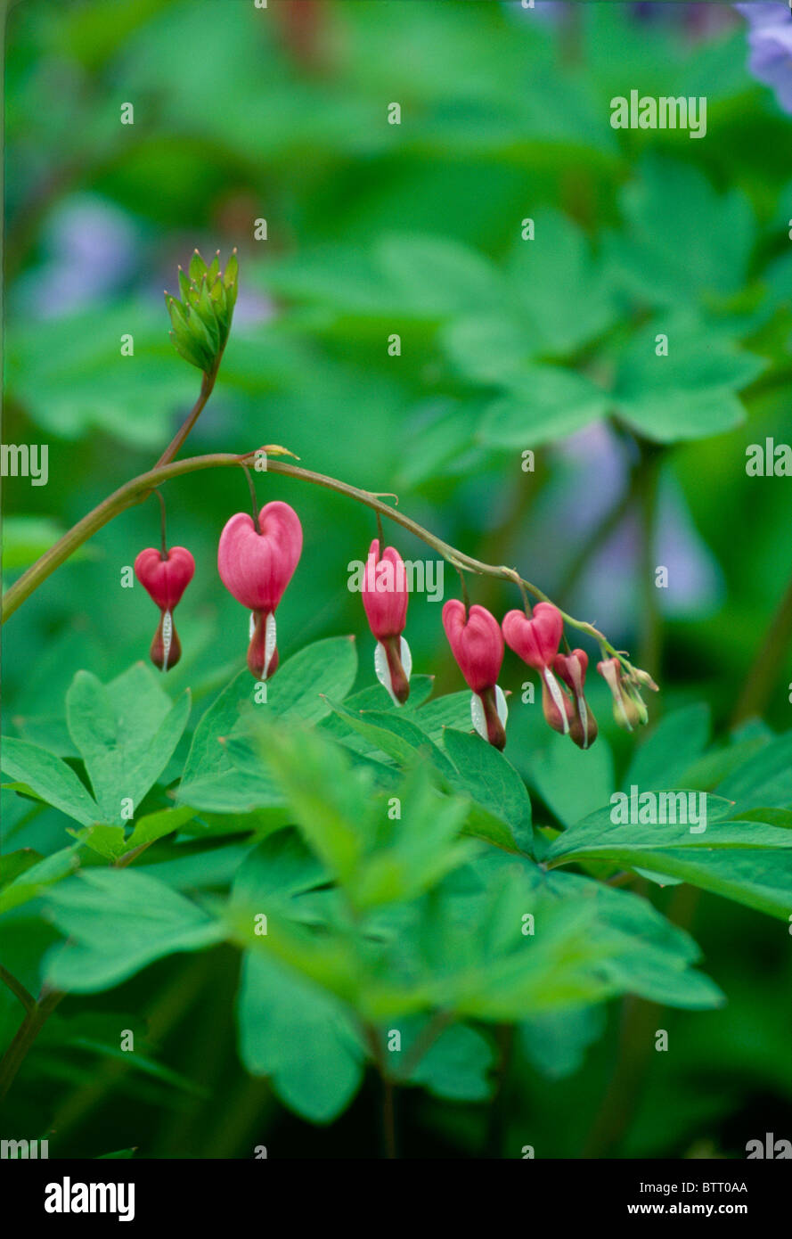 Tränendes Herz Blumen, Lamprocapnos Spectabilis (ehemals Dicentra Spectabilis), hängen zart Zweig im Frühling Stockfoto
