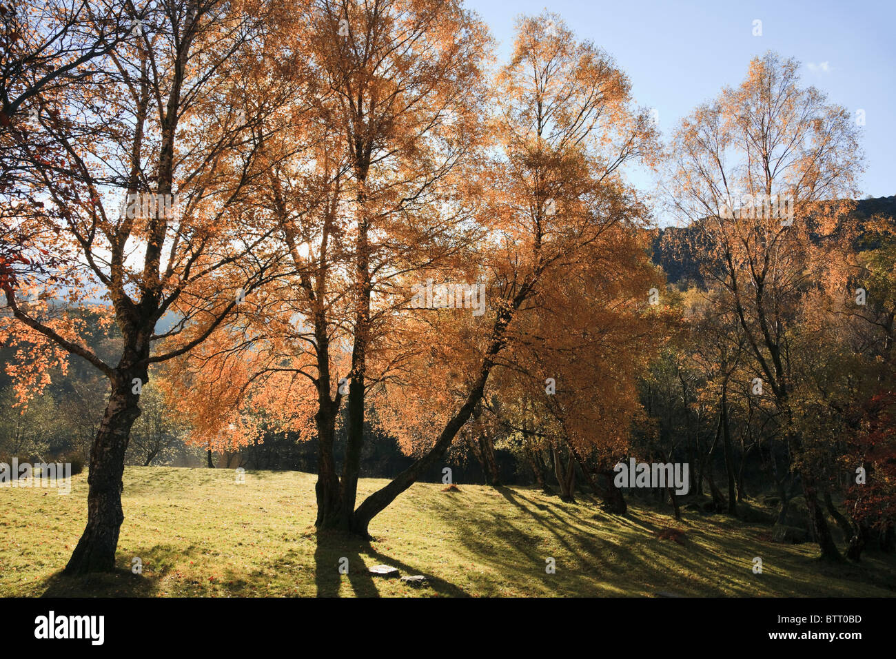 Nant Ffrancon, Gwynedd, Nordwales, UK, Europa. Backlit Buche in Herbstfarben Stockfoto