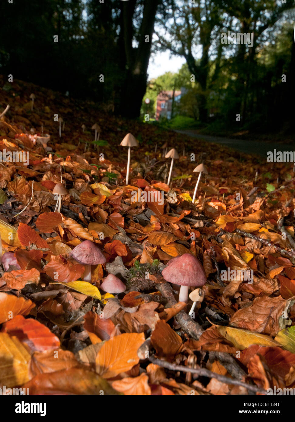 Mycena sp von Pilzen in golden, gelb und braun Buche Laub im Herbst. Von der Seite beleuchtet von schwachen Wintersonne. Stockfoto