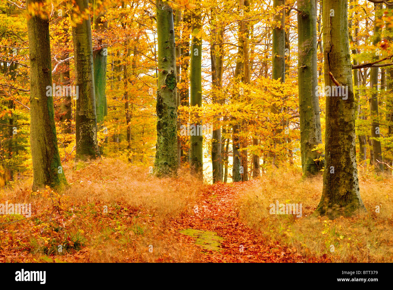Deutschland, Odenwald: Herbstfarben in den Wäldern rund um den Katzenbuckel (auprobieren zurück gewölbt) Stockfoto
