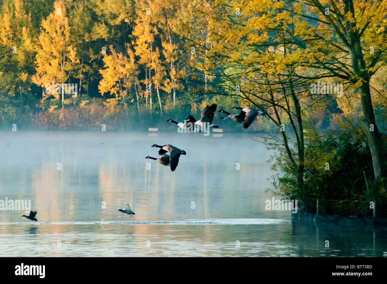 Fliegen Kanada Gänse auf einem nebligen Tag, Worcestershire, Großbritannien Stockfoto Fliegen Kanada Gänse auf einem nebligen Tag, Worcestershire, Großbritannien Stockfoto
