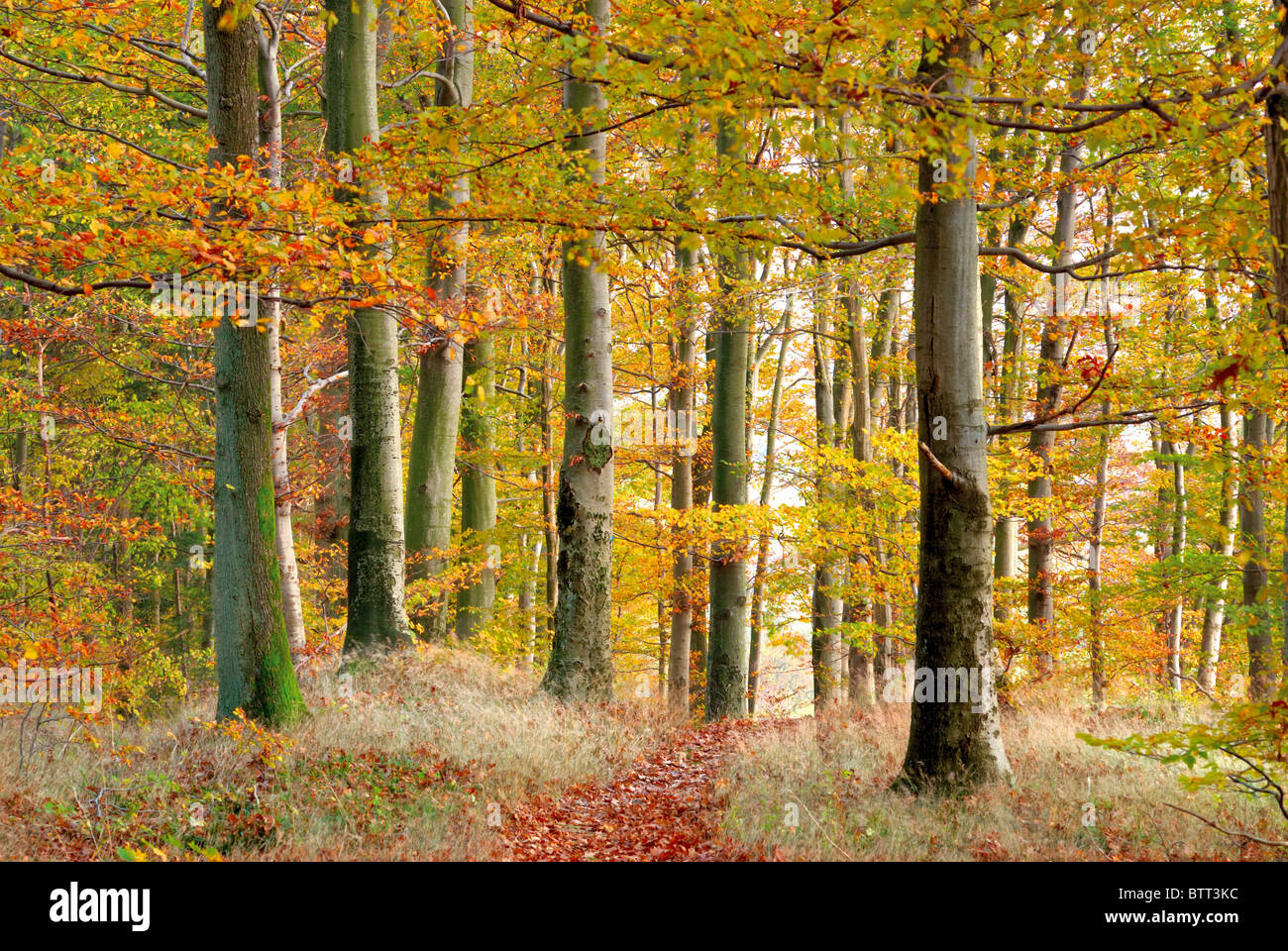Deutschland, Odenwald: Herbstfarben in den Wäldern rund um den Katzenbuckel (auprobieren zurück gewölbt) Stockfoto