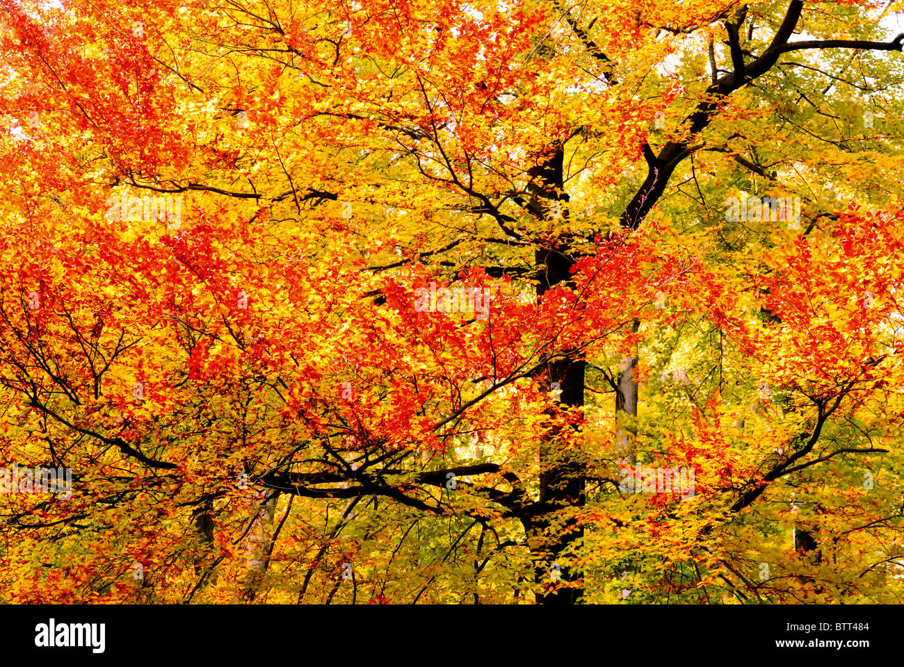 Deutschland, Odenwald: Herbstfarben in den Wäldern rund um Limbach Baden Stockfoto