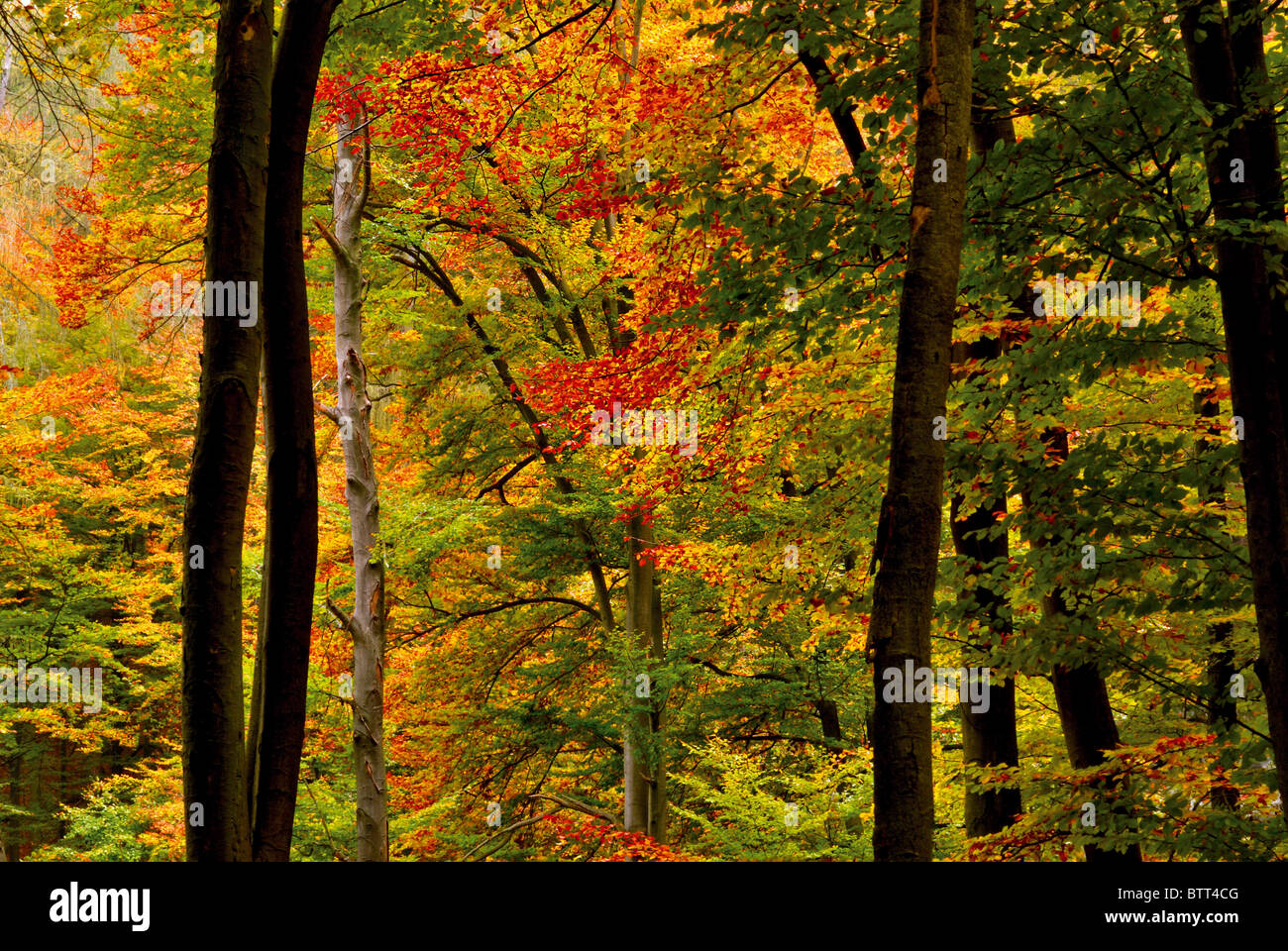 Deutschland, Odenwald: Herbstfarben in den Wäldern rund um Limbach Baden Stockfoto