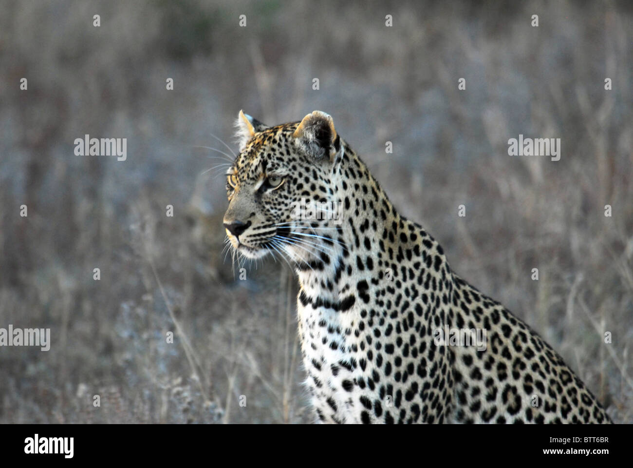 Leopard und Cub im Krügerpark in Südafrika Stockfoto