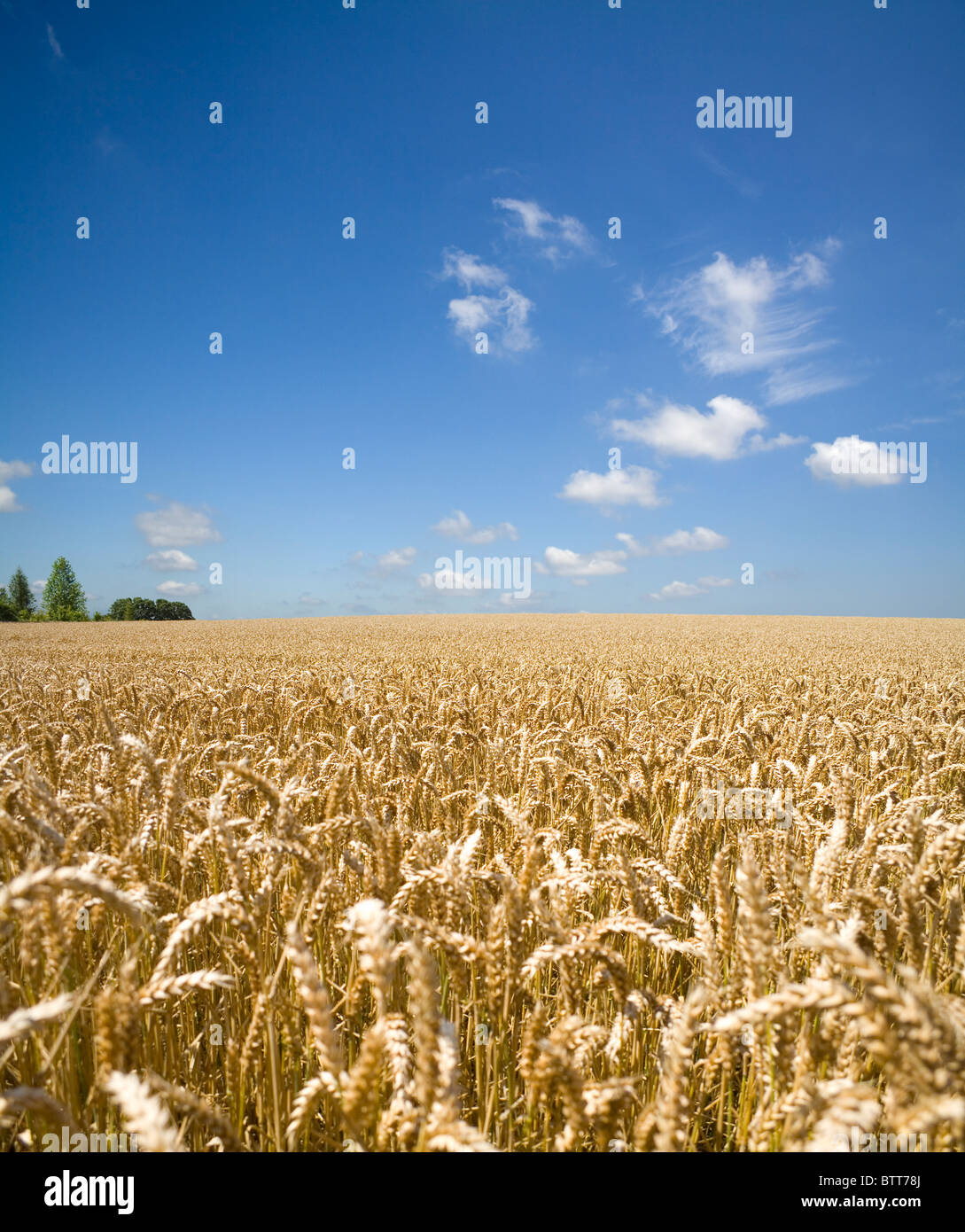 Ein Bereich der Reife Weizen unter einem klaren Sommerhimmel Stockfoto