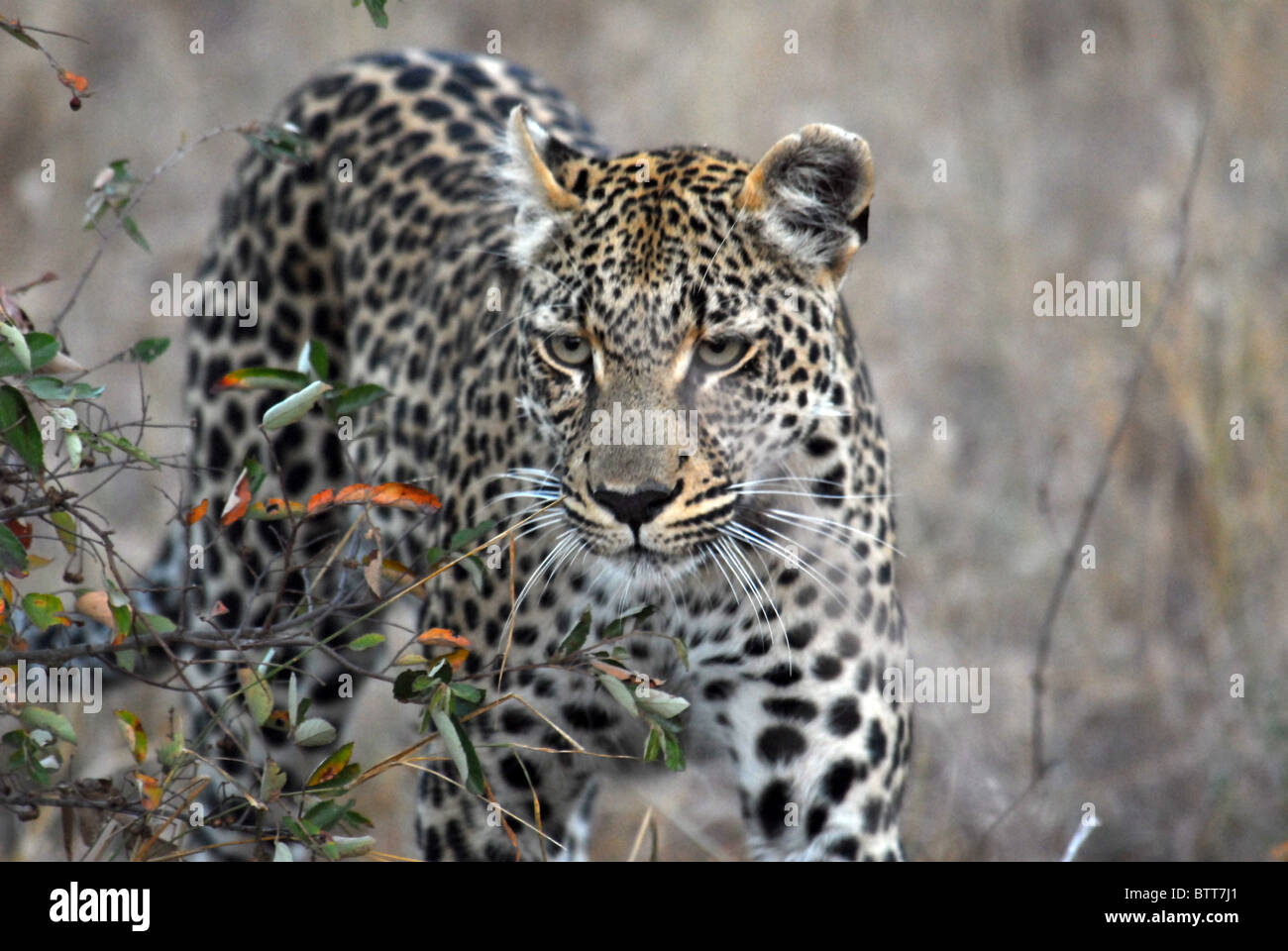 Leopard und Cub im Krügerpark in Südafrika Stockfoto