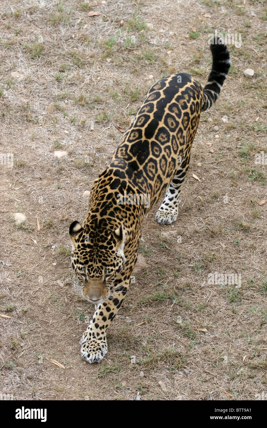 Close up black jaguar panthera onca Fotos und Bildmaterial in hoher