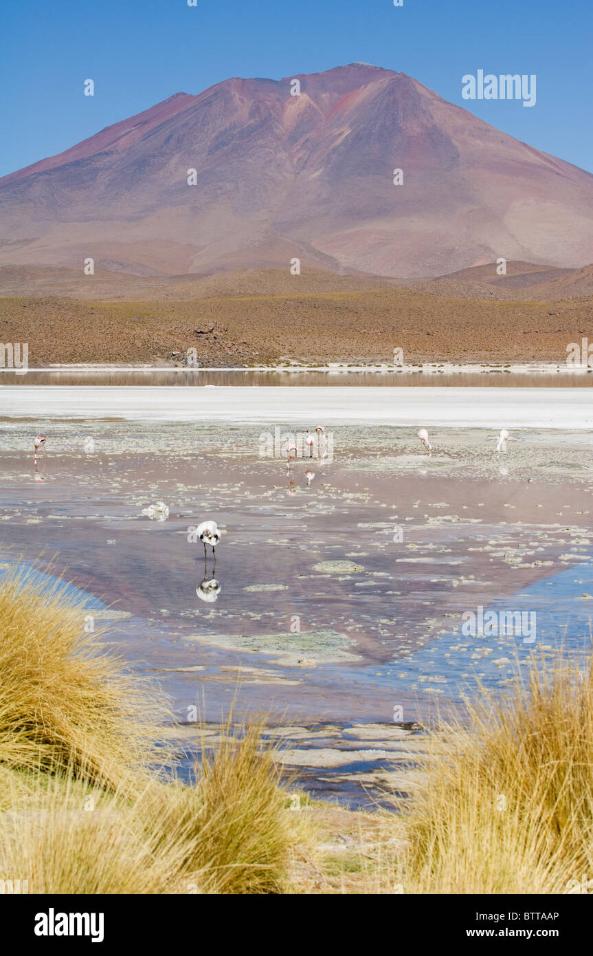 Laguna Hedionda, stinkenden See Altiplano flachen Salzsee, Potosi, Bolivien Stockfoto