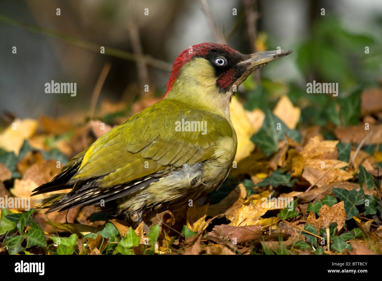 Grünspecht auf der Nahrungssuche auf dem Boden Stockfoto