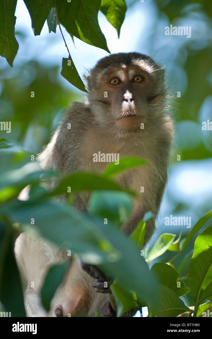 Lustige Affen in den Bäumen im Bako Nationalpark, Malaysia Stockfoto