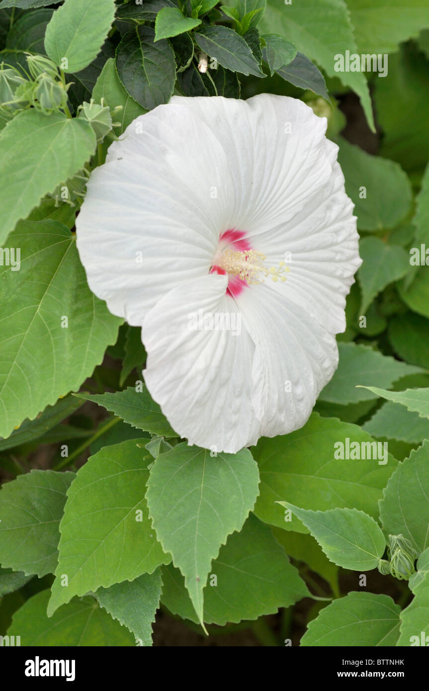 Sumpf rosemallow plash (Hibiscus moscheutos Pinot grigio') Stockfoto