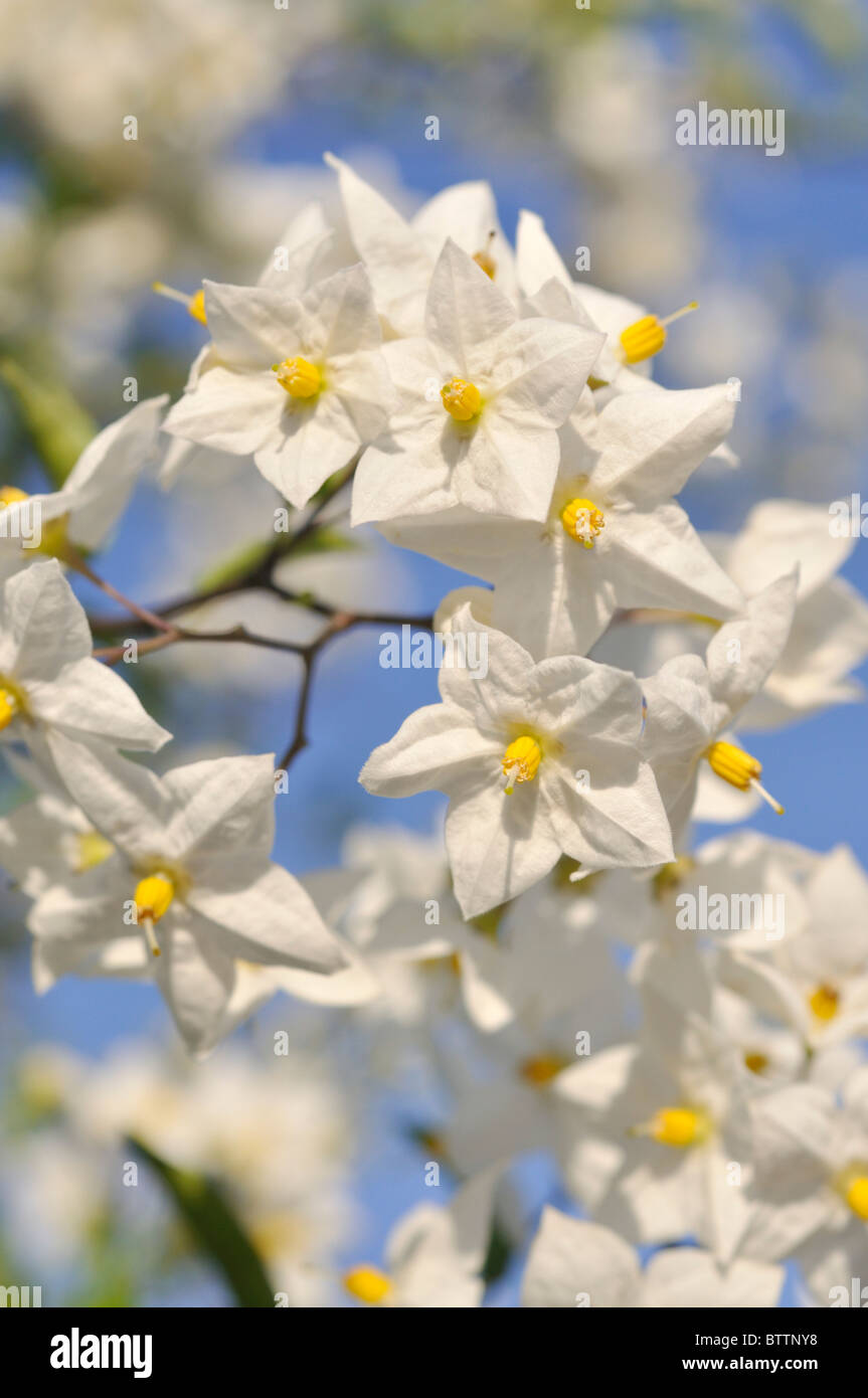 Jasmin Nachtschatten (Solanum jasminoides) Stockfoto