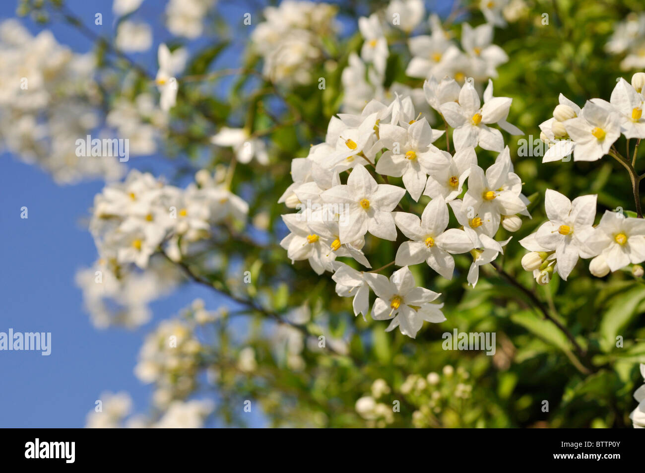 Jasmin Nachtschatten (Solanum jasminoides) Stockfoto