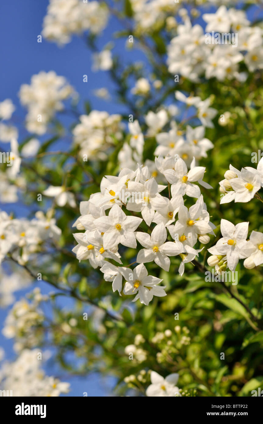 Jasmin Nachtschatten (Solanum jasminoides) Stockfoto