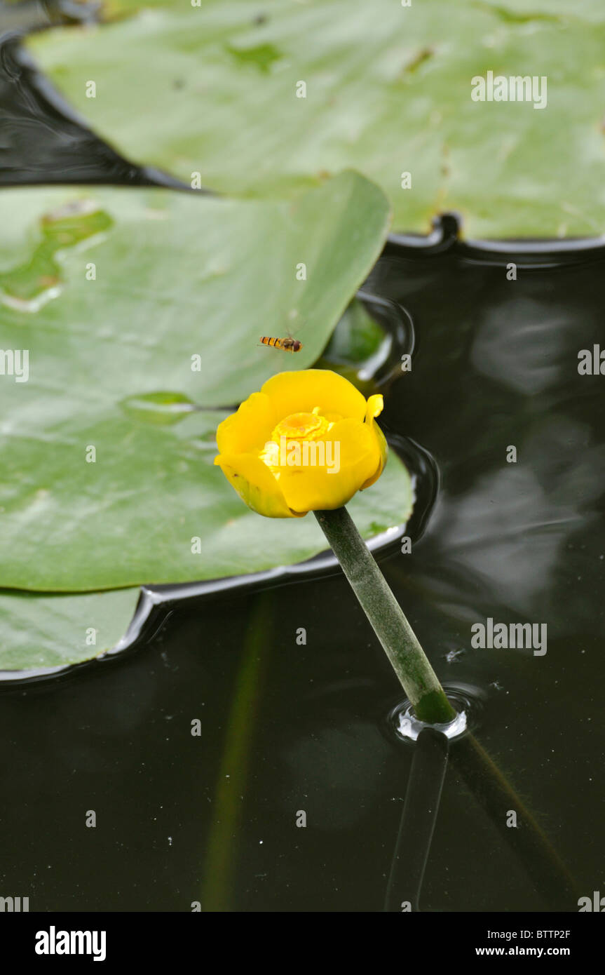 Gelbe Teich Lily (Nuphar lutea) mit schweben Fliegen Stockfoto