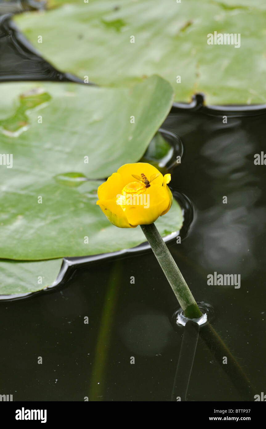 Gelbe Teich Lily (Nuphar lutea) mit schweben Fliegen Stockfoto