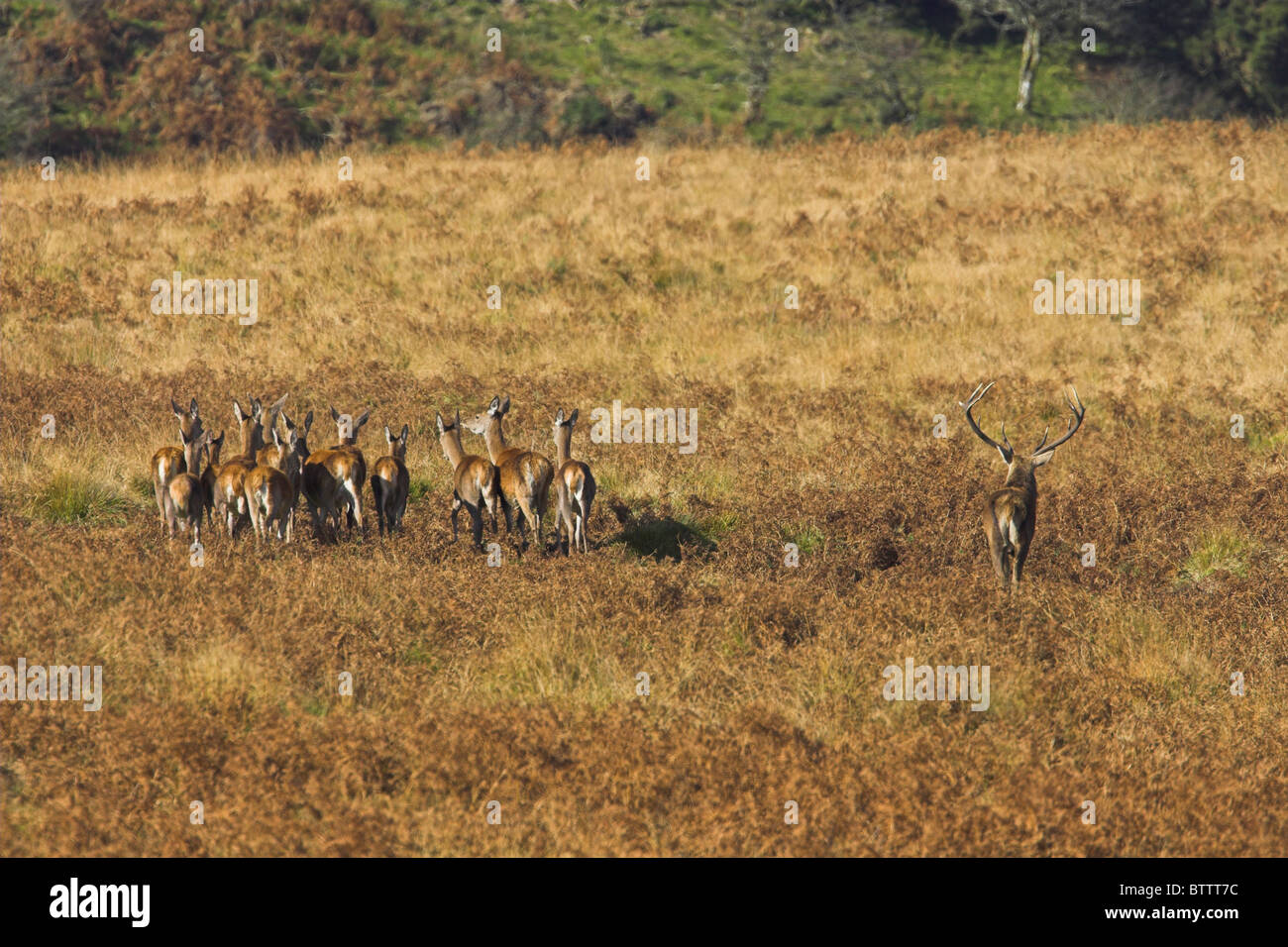 Rothirsch Cervus Elaphus Hirsch Aufrundung Harem auf Moorland im Exmoor National Park, Somerset im Oktober. Stockfoto